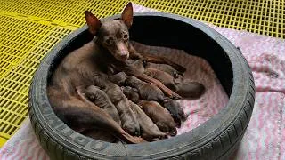 Thumbnail: Emotional Dog Birth: A Mother Welcomes Her Newborn Puppies
