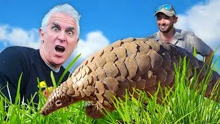 Thumbnail: PANGOLINS in Peril