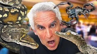 Thumbnail: SOS African Reptile Expo Tour!
