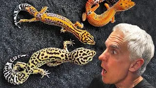 Thumbnail: INSANE Leopard Geckos