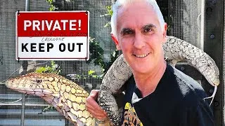 Thumbnail: DRAGON Lizard Training!