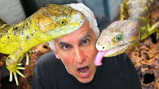 Thumbnail: The ULTIMATE Guide To Monkey Tailed Skinks