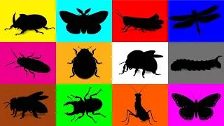 Thumbnail: Guess The Animal Ladybug, Monarch Butterfly, Praying Mantis, Dragonfly, Honeybee, Grashopper, Beetle