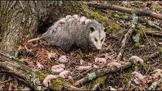 Thumbnail: 199 Days From Birth to Survival  Opossum Mother & Babies – A Brutal Journey of Life in the Wild