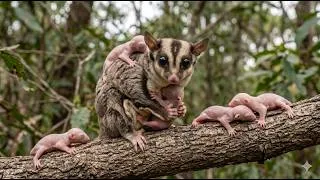Thumbnail: 180 Days From Birth to Survival | Sugar Glider’s Secret Life in the Wild (Unseen Moments)