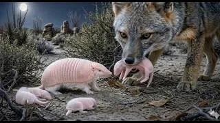 Thumbnail: 99 Days From Birth to Survival | Pink Fairy Armadillo – The Rarest & Most Mysterious Animal on Earth