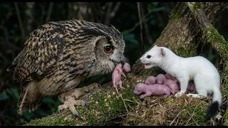 Thumbnail: 🔥 “300 Days from Birth to Survival | A Baby Ermine’s Fight for Life”