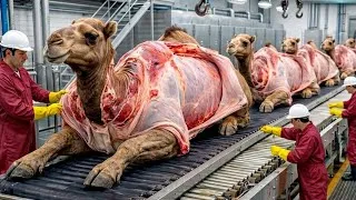 Thumbnail: Inside Brahman Camel Factory | Raw Hide to Finished Product (Full Process)