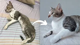Thumbnail: Street Cat Rescue: Before and After | Stray Cat (Puspin) Transformation