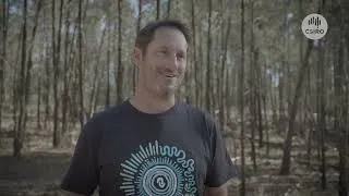 Thumbnail: Native Secrets: Extracting Oil from white cypress pine