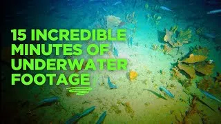 Thumbnail: Relax and join the underwater journey of fish across an ocean reef