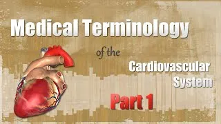 Thumbnail: Medical Terminology of the Cardiovascular System Part 1!
