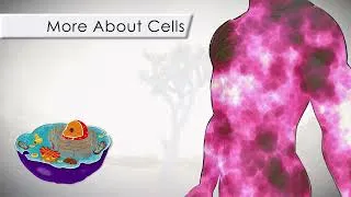 Thumbnail: Introduction to the Human Cell in 12 Minutes!