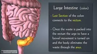 Thumbnail: Introduction to the Digestive System in 6 Minutes!
