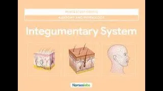 Thumbnail: Integumentary System Part 2