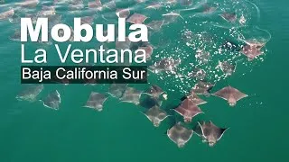 Thumbnail: Mobula of La Ventana, BCS, MX
