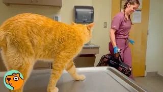 Thumbnail: Cat Searches For His Brother Every Night. Then He Comes Home | Cuddle Buddies