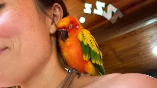 Thumbnail: Parrot Lands On A Stranger’s Shoulder And Ends Up Living With Her | Cuddle Buddies