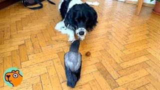 Thumbnail: Baby Crow Thinks This Dog Is His Mom | Cuddle Buddies