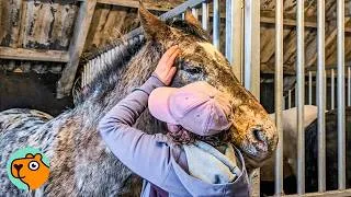 Thumbnail: 1,000 Pound Horse Says Hi To Every Tiny Animal She Meets | Cuddle Buddies