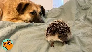 Thumbnail: Hedgehog Chose This Dog as Her Best Friend | Cuddle Buddies
