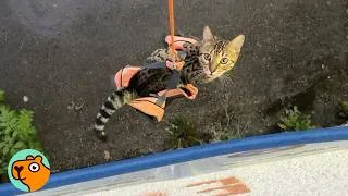 Thumbnail: Cat Rides His Own Elevator To Go Outside | Cuddle Buddies