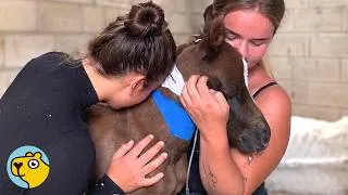 Thumbnail: Weak Horse Couldn't Gain Weight Until They Found Her Secret