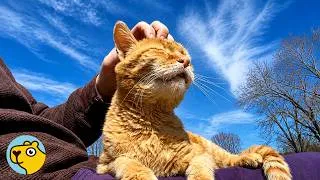 Thumbnail: 20-Year-Old Cat Starts Aging Backwards After Finding a Home