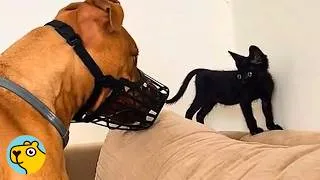 Thumbnail: Pitbull Who Hated Cats Gets a Kitten. Now He Can't Let Go