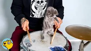 Thumbnail: Tiny Kitten Runs to Dad Every Time He Plays Drums