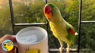 Thumbnail: Wild Parrot Missing for Months, Returns With a Surprise