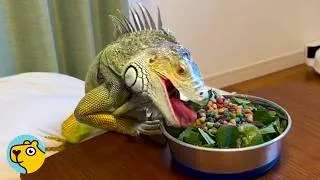 Thumbnail: "Unfriendly" Iguana Becomes the Cuddliest Member of the Family