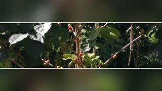 Thumbnail: Making Arabica Coffee • Uganda (Solo Travels)