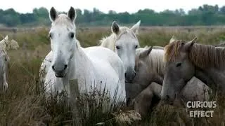 Thumbnail: Horse ASMR 🐴 Soothing Pasture & Soft Neighs