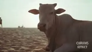 Thumbnail: The Most Relaxing Cow Sounds Ever 🐮💤