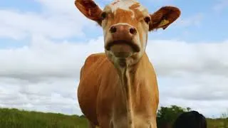 Thumbnail: COW VIDEO 🐮🐄 COWS MOOING AND GRAZING IN A FIELD | Cow Video