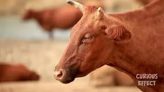 Thumbnail: Cow Sounds