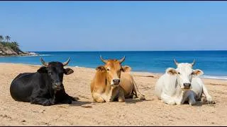 Thumbnail: Cow Sounds