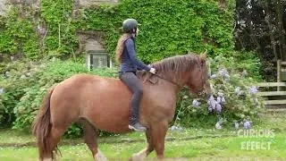 Thumbnail: Decoding the Hidden Signals of Horse Sounds 🐎🔍 (Pure Audio & Visuals)
