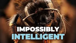 Thumbnail: We Taught Bees To Use Tools. Then Things Got Strange.