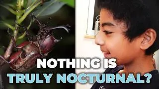Thumbnail: 12 Year Old's School Project Gets Published As Scientific Paper