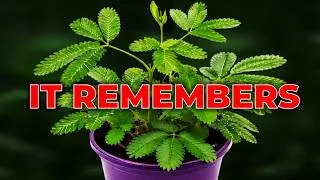Thumbnail: Scientists Dropped This Plant 1000 Times