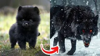 Thumbnail: Before   After Animals Growing Up   Amazing Animal   Transformation Animals Grow Up45