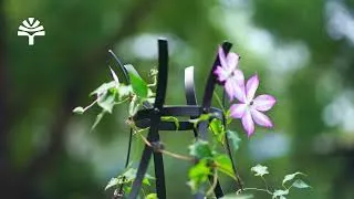Thumbnail: Cyan Oasis Bloom Obelisk Trellis