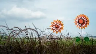 Thumbnail: Sunflowers on a cloudy day 