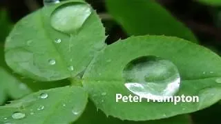 Thumbnail: Peter Frampton -    I'm In You ( w/lyrics)