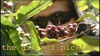 Thumbnail: THE ART OF PICKING | Sustainable Coffee from the Clouds in Ecuador