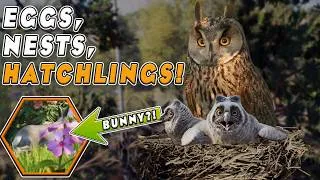 Thumbnail: Planet Zoo 2 Birds Can Finally Lay Eggs… AND Was That a Bunny?! | Feature Focus | Planet Zoo 2
