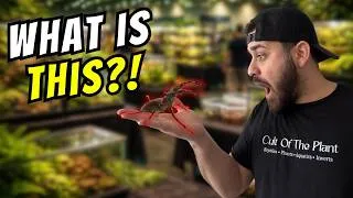 Thumbnail: COOLEST Finds At The Largest Invert Expo In Canada!