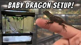 Thumbnail: Baby Mountain Horned Dragons! Full Setup & Care Guide